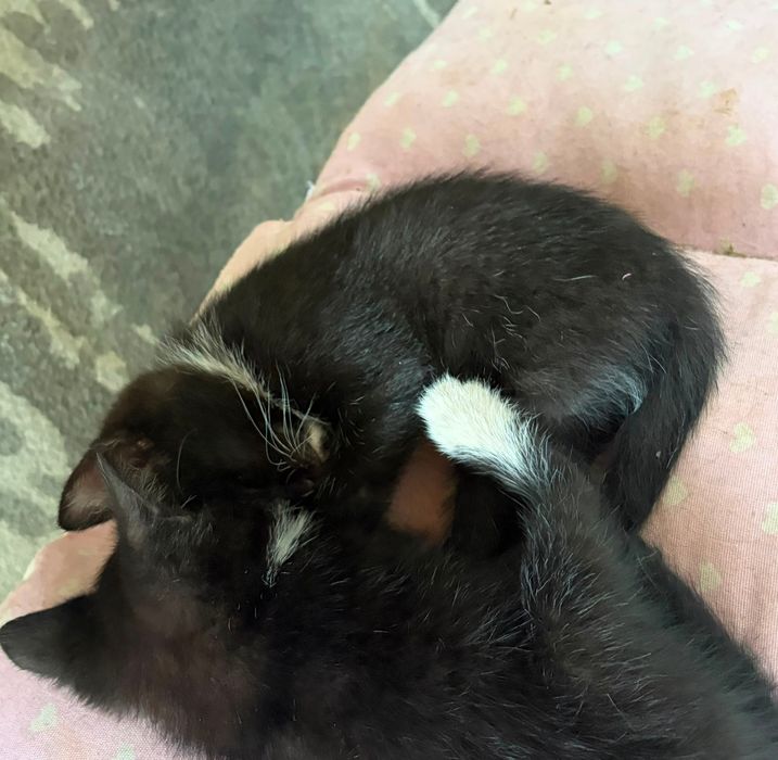 Котята пять мальчиков и одна девочка.