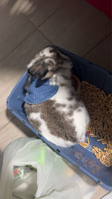 Iepure pitic tinut doar in casa