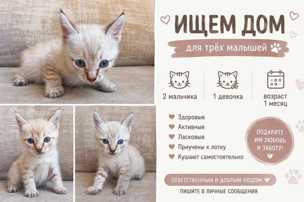 КОТЯТА восхитительный