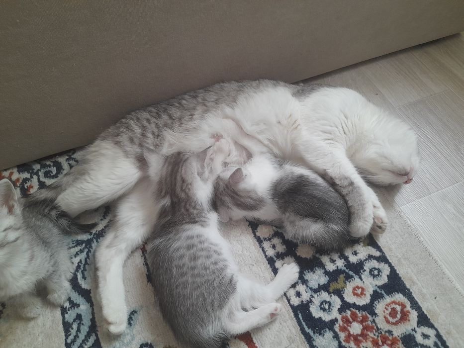 Котята продаётся