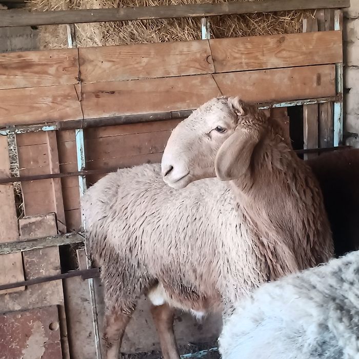 Урыктыкка токты-кошкарлар 5 бас