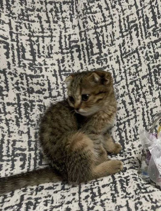 Lateks sadomaso fetish DVD filmlar