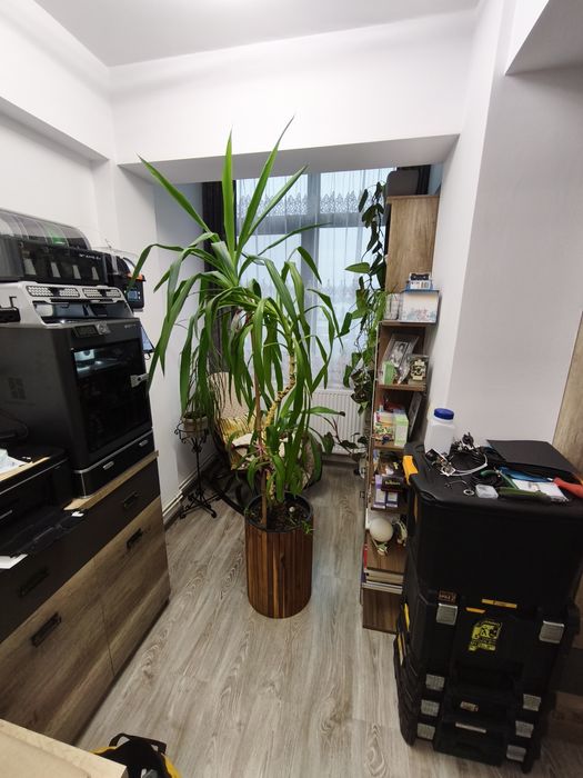 Yucca -planta ornamentala