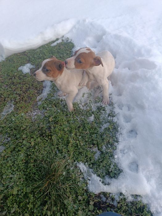 Мъжки джак ръсел