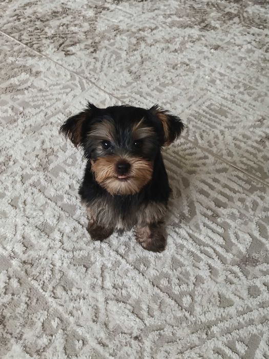 Продается очаровательный мальчик