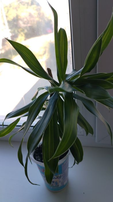 Цветы домашнии цена 2500тенге