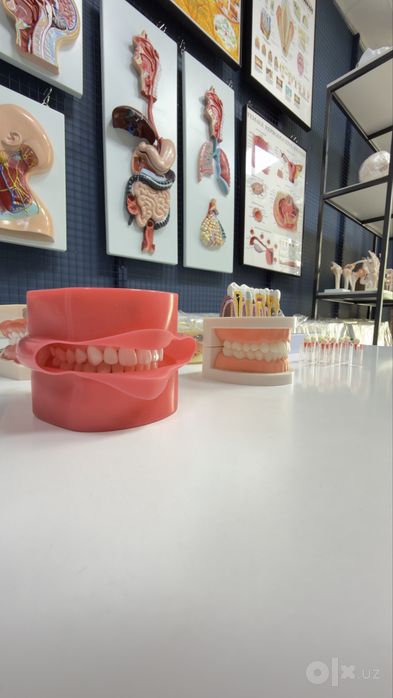 Стоматологик Тиш Моделлари ва Фантомлар Dental Model