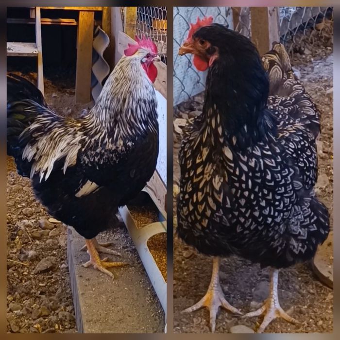 Продам Цыплят. Цены разные..