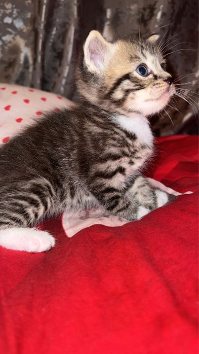 Британский котёнок