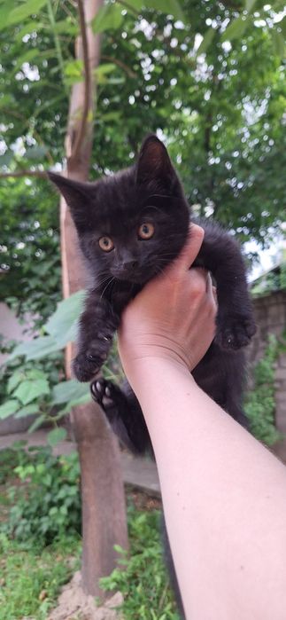 Котёнок в добрые руки девочка