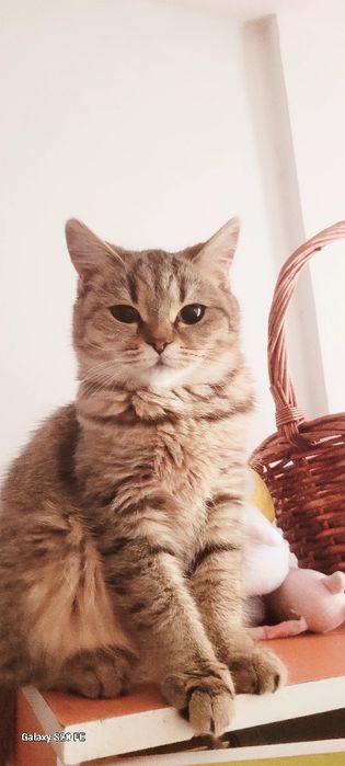 Кошка с котятой Кошки