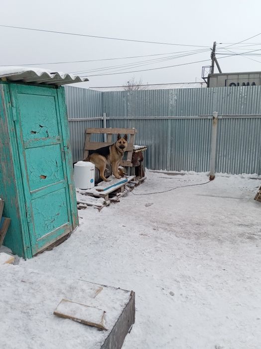 Продам кобеля немецкой Авчарки