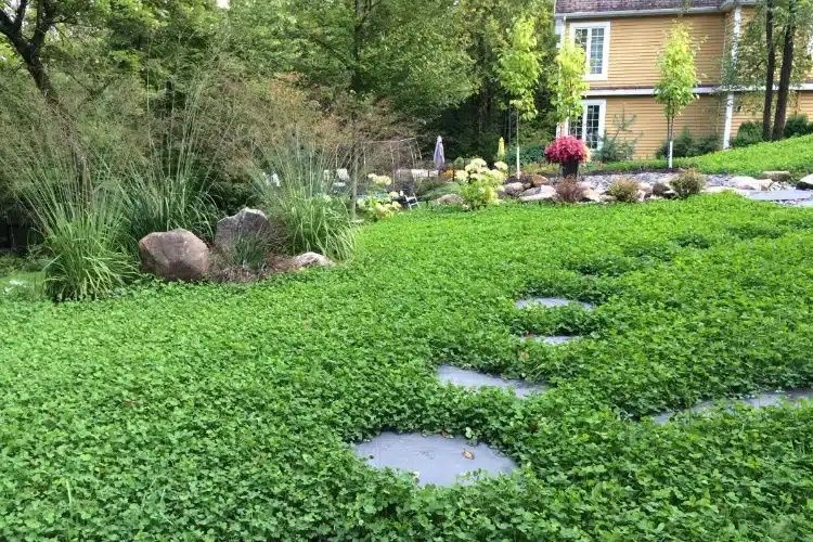 Туркестан Газон егеміз 1000 теңге кв