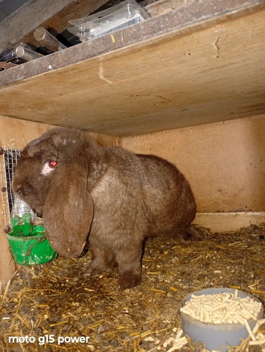 Iepuri Berbec German