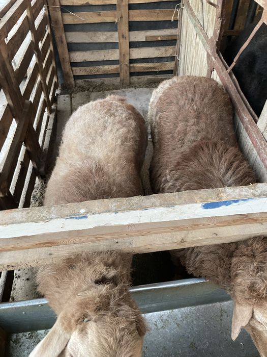 Кучкорлар сотилади