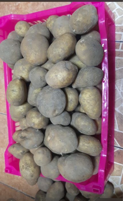 Домашняя картошка . По 300 тг за 1 кг