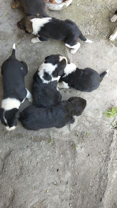 Щенята лабрадора