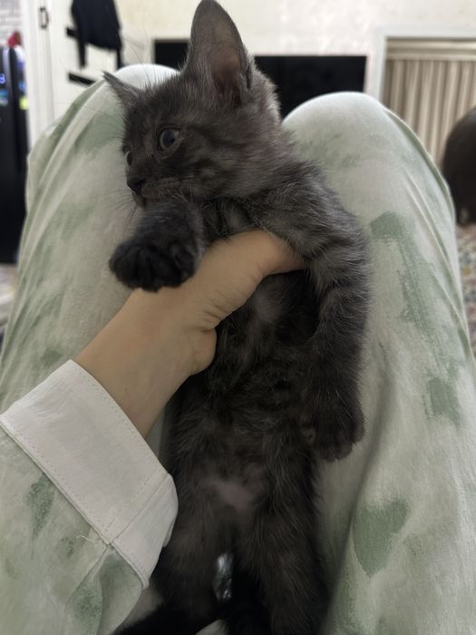 Два кота , отдам в добрые руки