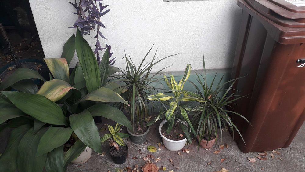 flori diverse in ghiveci