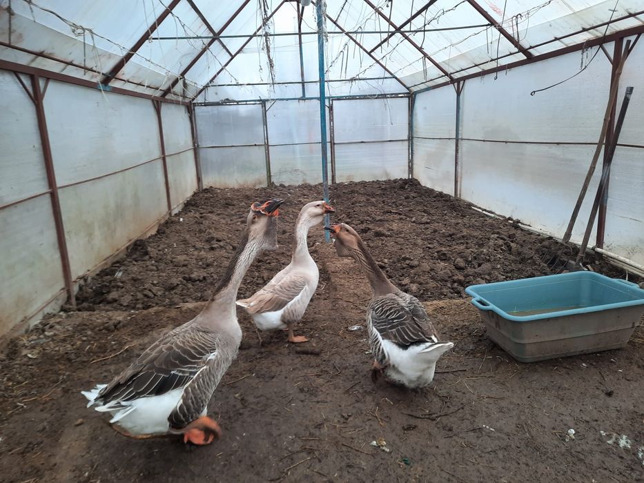 Ouă de vanzare de gasca!