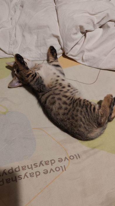 Отдам котенка в хорошие руки
