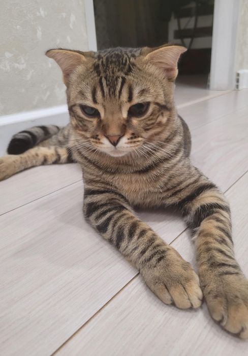 Продам котенка породистый