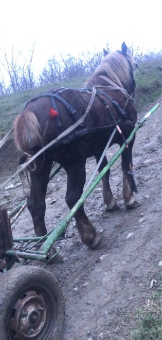 Armasar semigreu de 10 ani