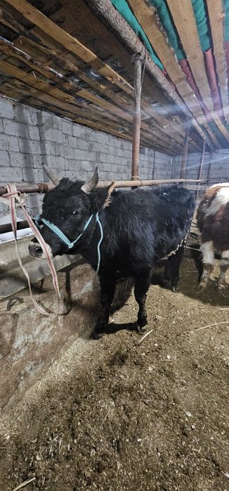 Өгіз сатылады  1жастан аскан