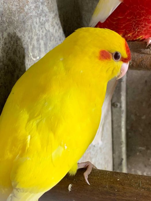 Продам попугай какарики