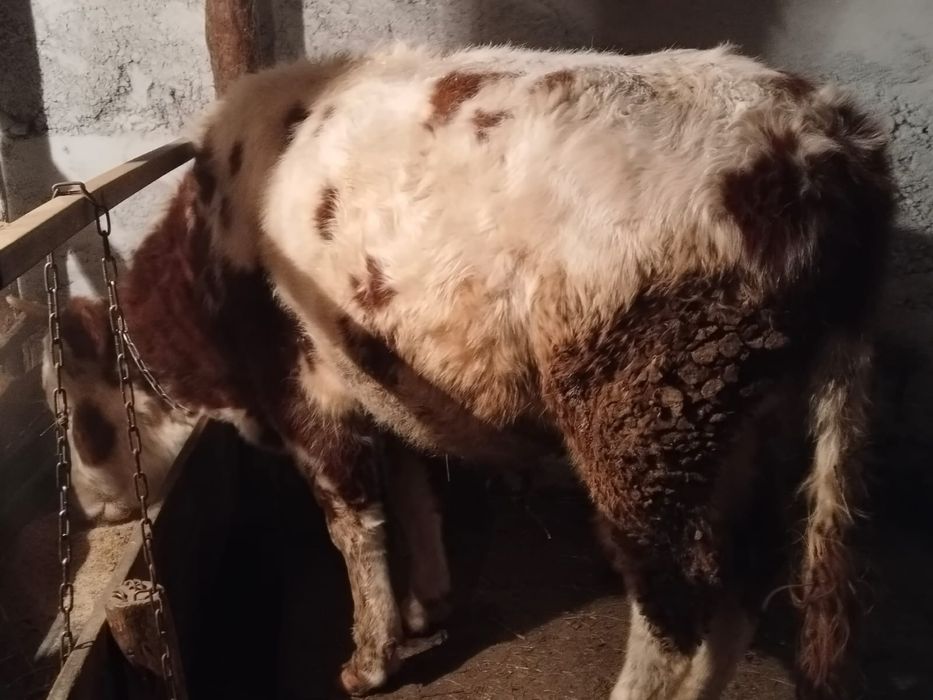 Продам БЫКА , возраст 3 года