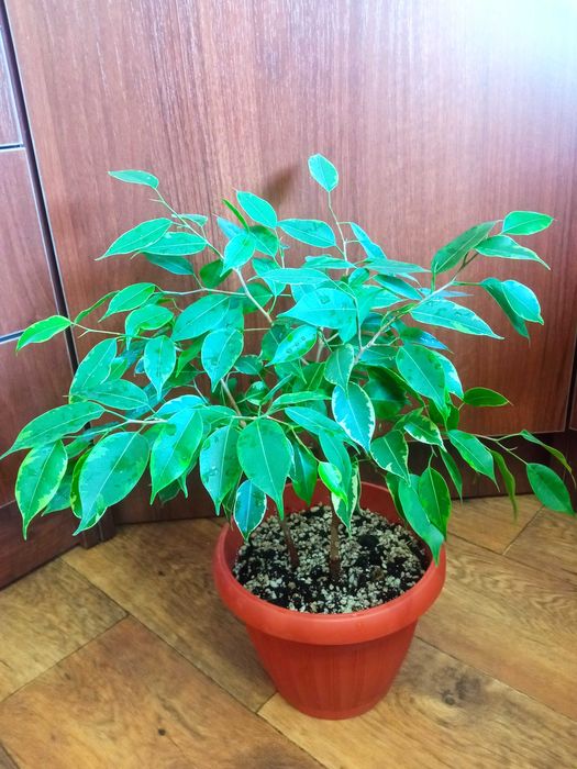 Продам комнатные цветы