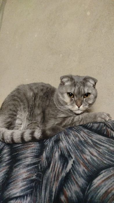 Отдам Кота в добрые руки