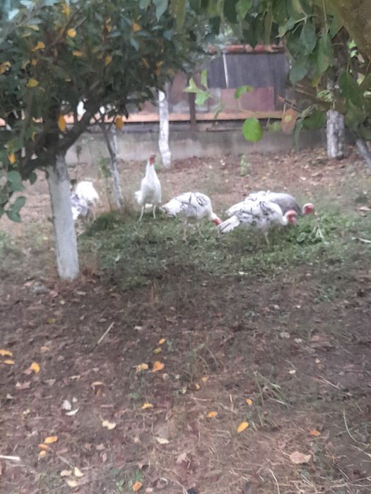 Vand pui curcă  de țară