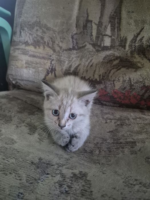Котята!Восточный 1 дачи
