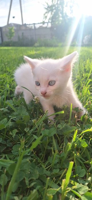 Котята белые котики с голубыми глазами
