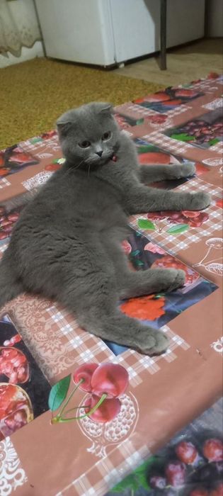 Scottish fold qiz bola
