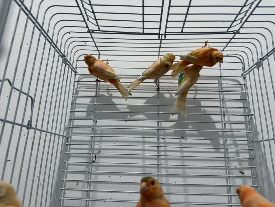 Канарейки разные