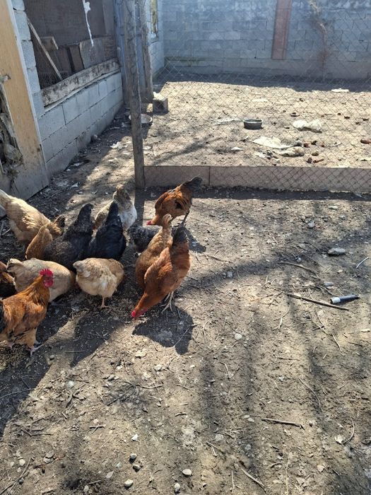 Продам петухов.  Молодые