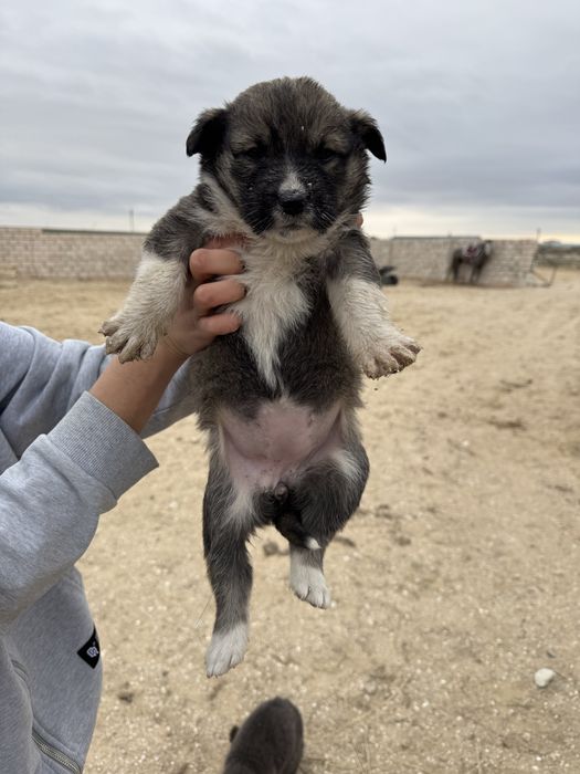 күшік бесплатно ұрғашы