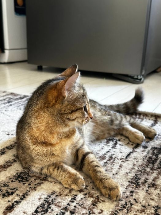 Кошка отдаем даром