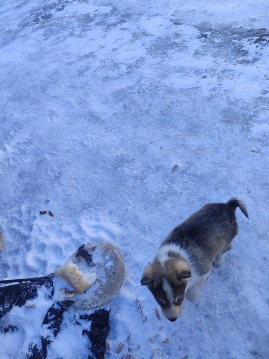 Щенок (девочка)западно- сибирской лайки