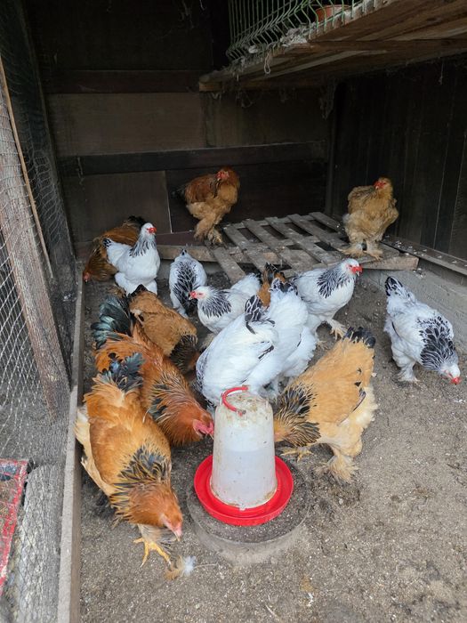 Gaini brahma  herminat deschis