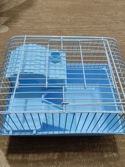 Джунгарский хомяк