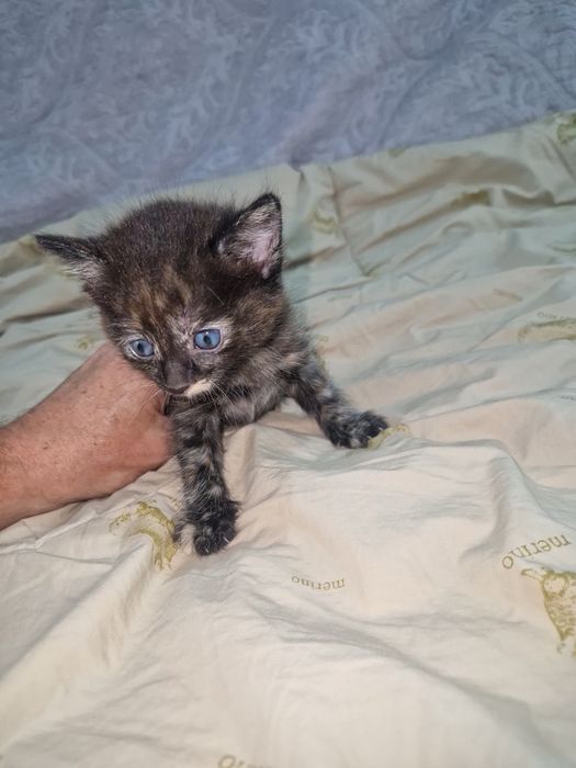 Отдадим котёнка в добрые руки