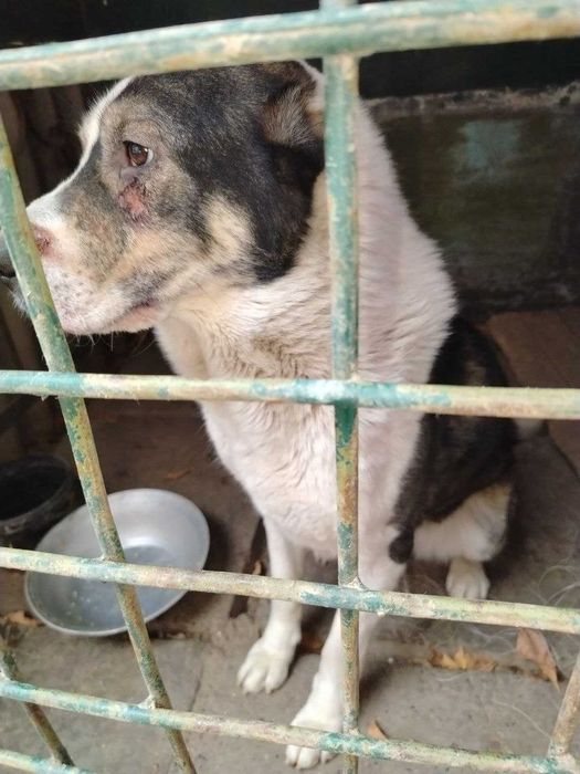 Отдадим в хорошие руки собаку 1,5 года