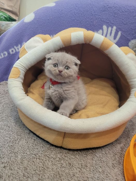 Шотландски клепоухи котета на 2 месеца