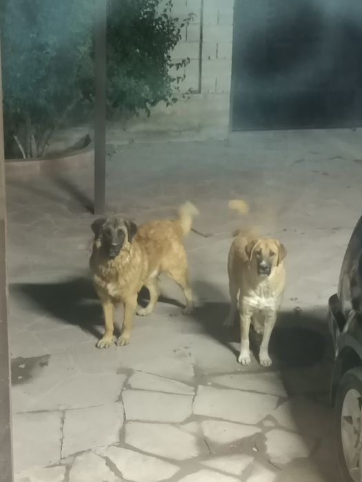 Кавказская овчарка