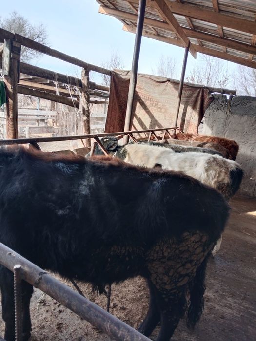 Продам 5 быков и телочку