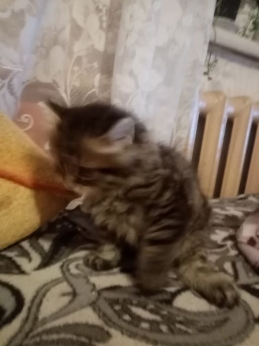Продам наглого котенка