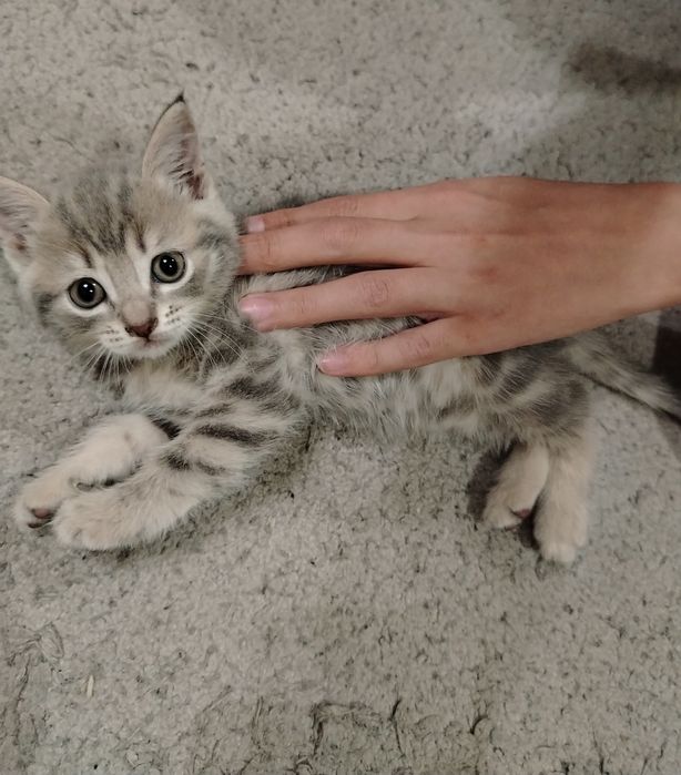 Продам котят британцы